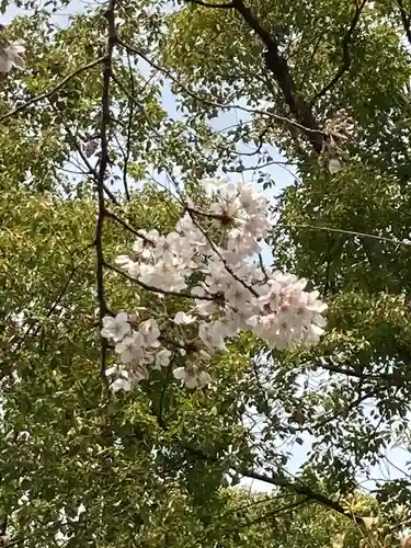 田無神社の自然