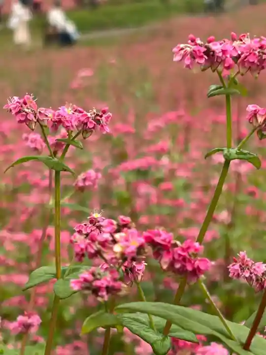 一宮神社(長野県)