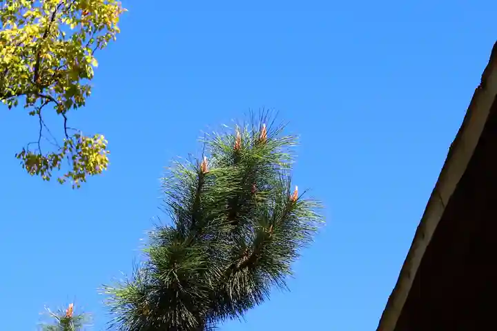 三津厳島神社の自然