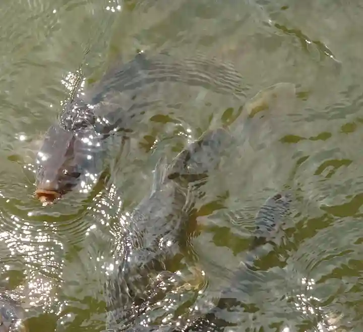 大瀬神社(静岡県)