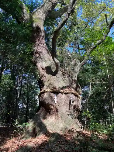 熱田神宮の自然