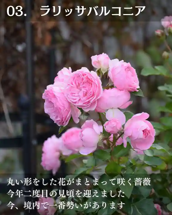 宝光寺(北海道)