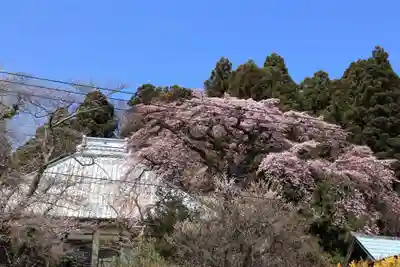 妙養寺の本殿・本堂