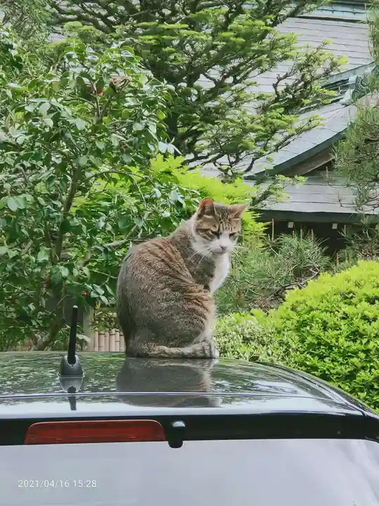 唐澤山神社の動物