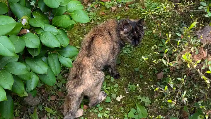 十輪寺(京都府)