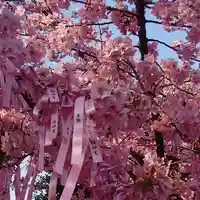 桜神宮の自然