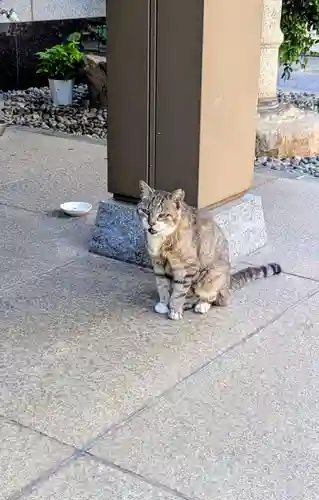 白金氷川神社の動物