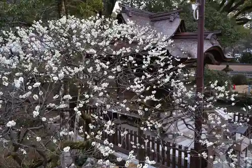 太宰府天満宮の自然