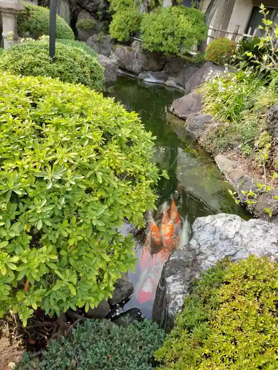 東光寺別院桜ヶ池不動院の動物