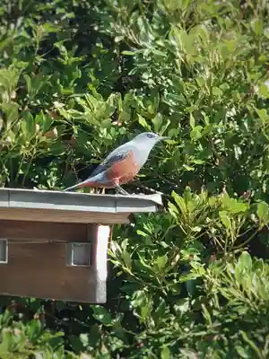 聖天神社（聖天上人像社）(神奈川県)
