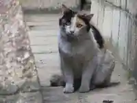下御霊神社(京都府)