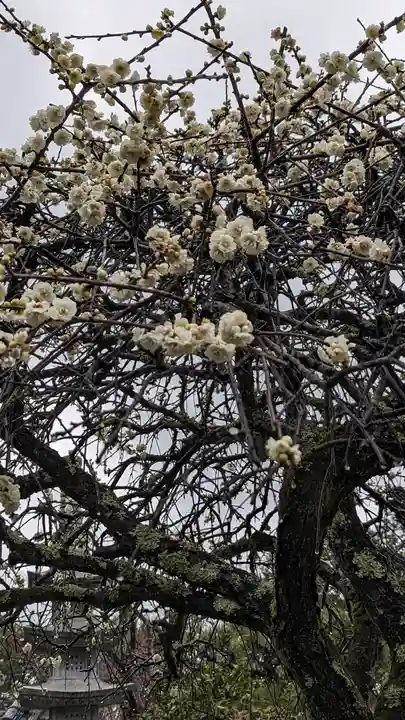 正法寺(京都府)