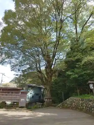 中野神社の自然