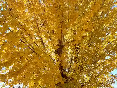 船玉神社(茨城県)