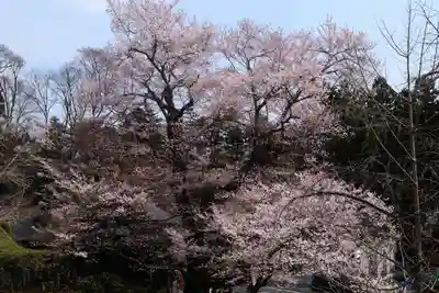 曹洞宗 永松山 龍泉寺の自然