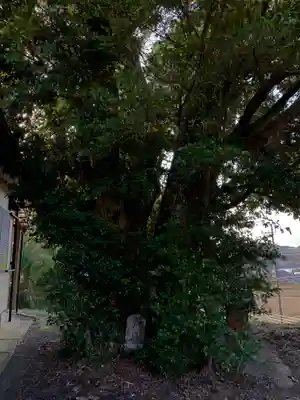 大山祇神社の自然