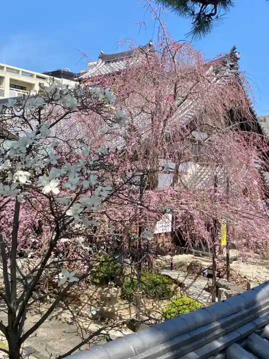 妙蓮寺(京都府)