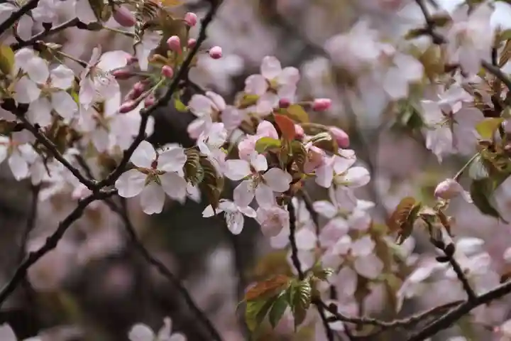 赤津稲荷神社の自然