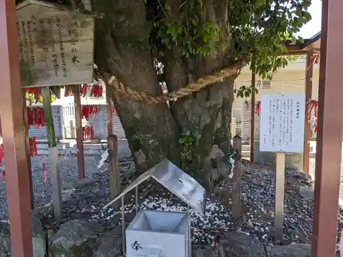 白山神社（二子町）の自然