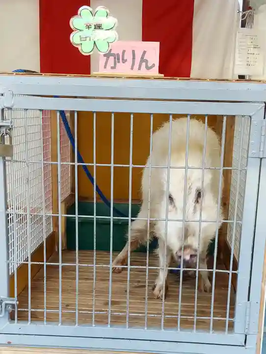 護王神社の動物