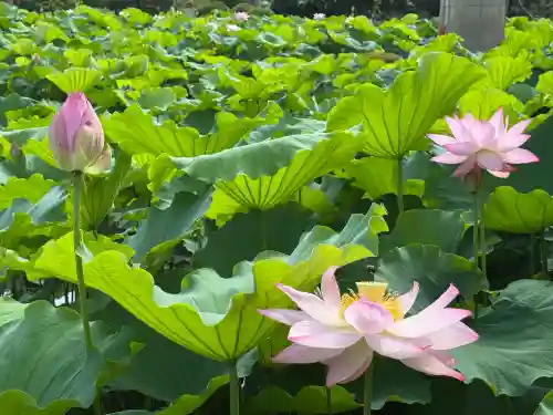 白山神社(新潟県)