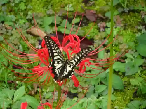 横浜　西方寺の動物