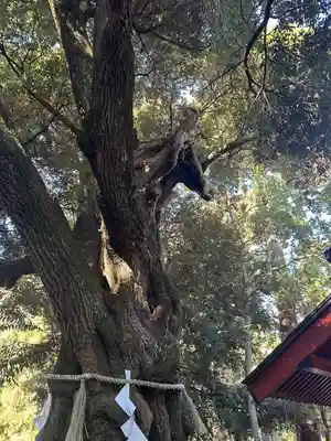 大杉神社(茨城県)