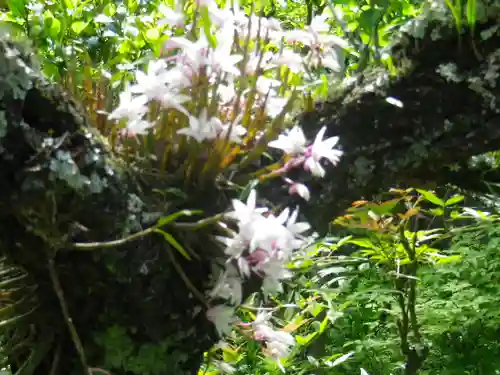 黄梅院（円覚寺塔頭）の自然
