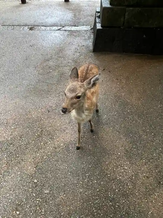 手向山八幡宮の動物