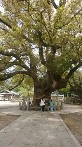 大麻比古神社(徳島県)