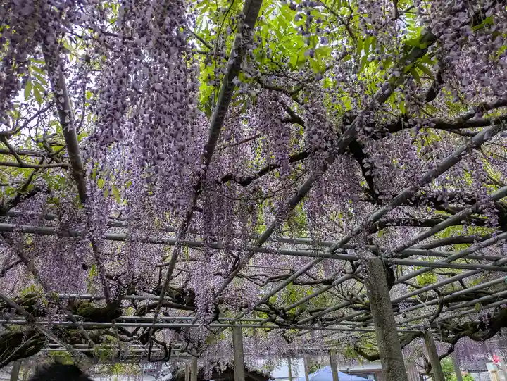 大歳神社(兵庫県)