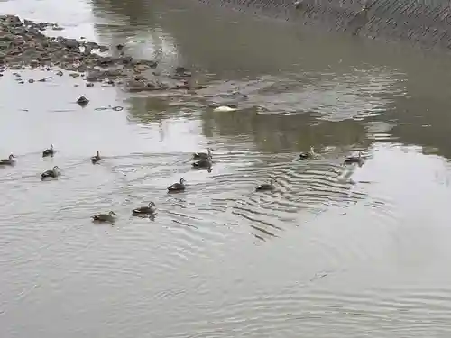 寺岡山元三大師の動物