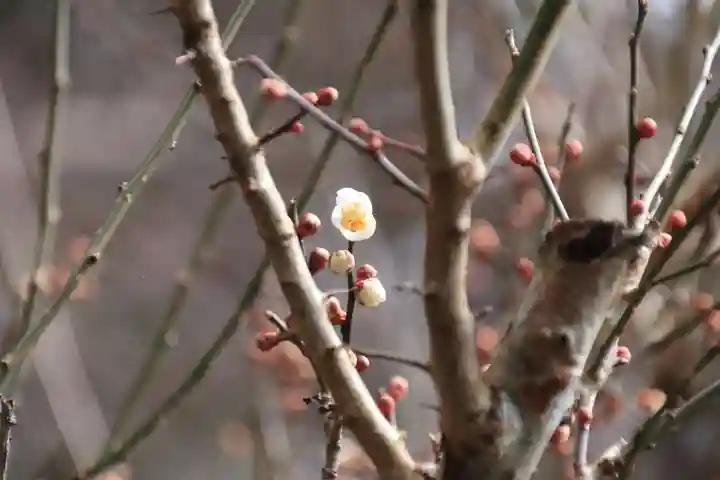 鹿島大神宮の自然