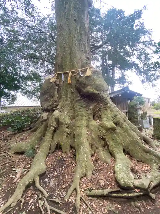沓掛香取神社の自然