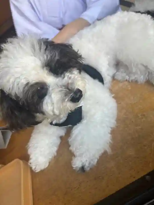 柏神社(千葉県)