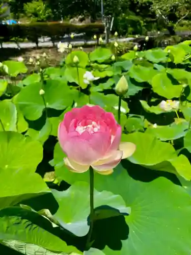 大徳寺(宮城県)