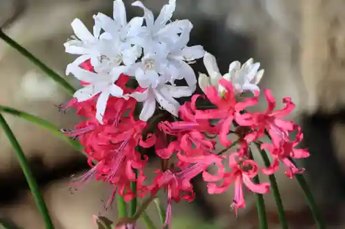 高司神社〜むすびの神の鎮まる社〜の手水舎
