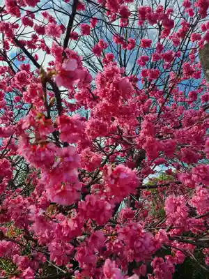 楊原神社の自然