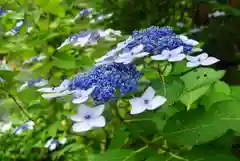 法雲寺の自然