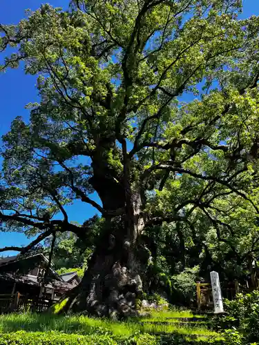 蒲生八幡神社(鹿児島県)