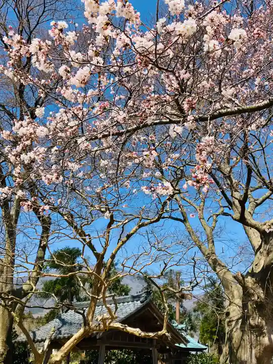 櫻井神社(新潟県)