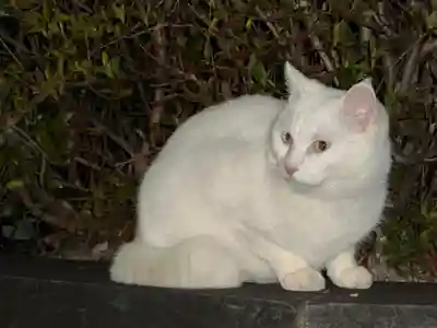 王子神社(徳島県)