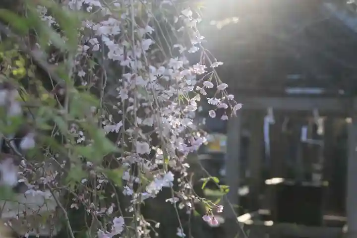 神炊館神社 ⁂奥州須賀川総鎮守⁂の自然