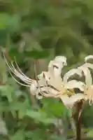 国宝 大法寺(長野県)