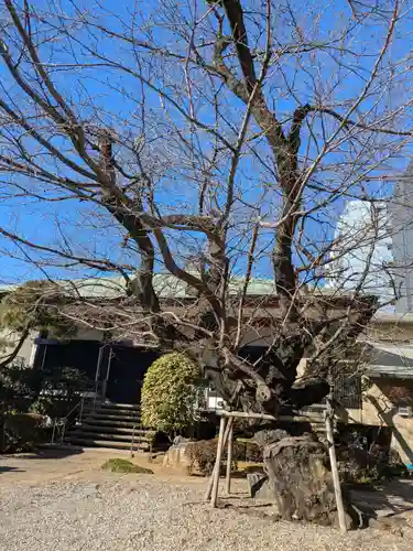 正行寺(東京都)