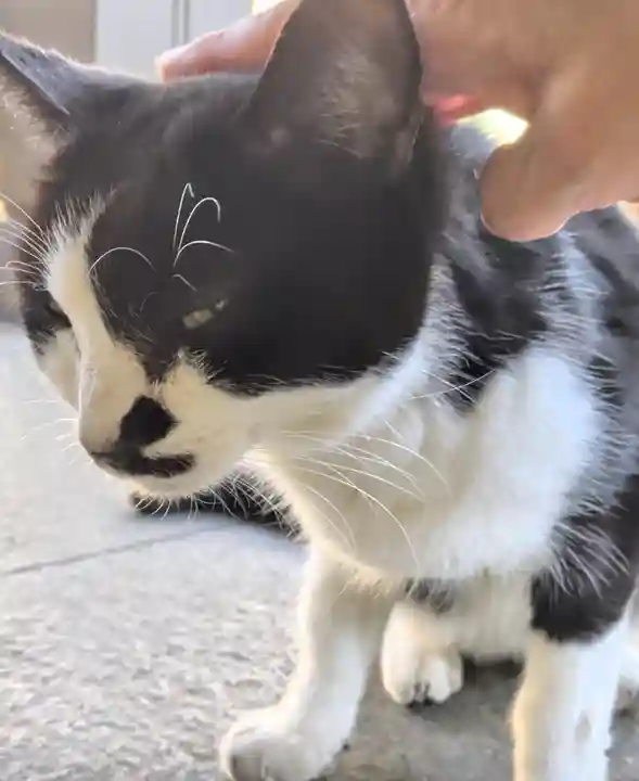 白金氷川神社(東京都)