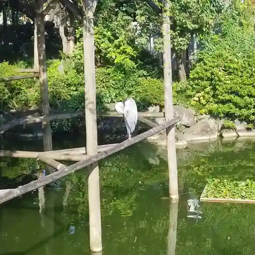 亀戸天神社の動物