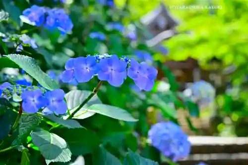 高幡不動尊　金剛寺(東京都)
