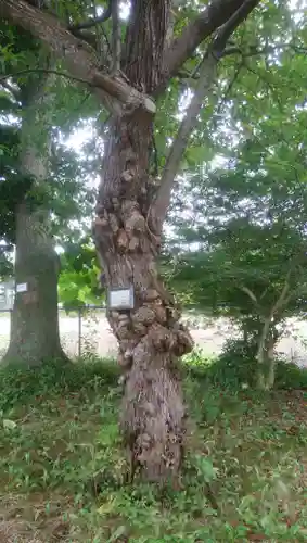 靜内神社の自然