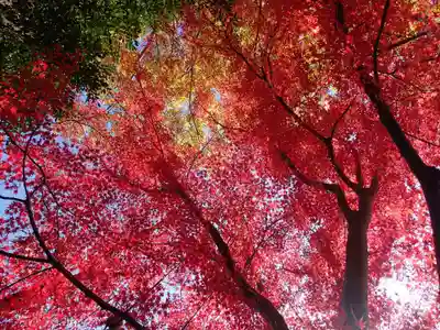 夜都伎神社の自然